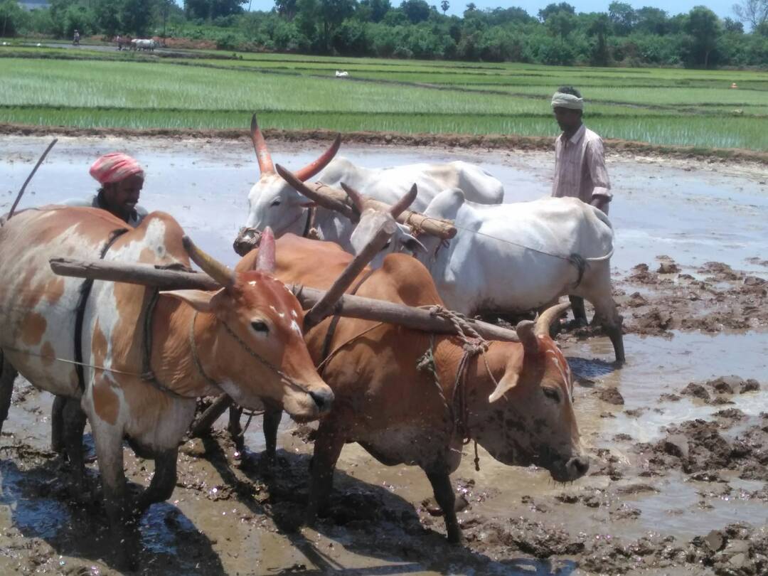 Women farmers at work
